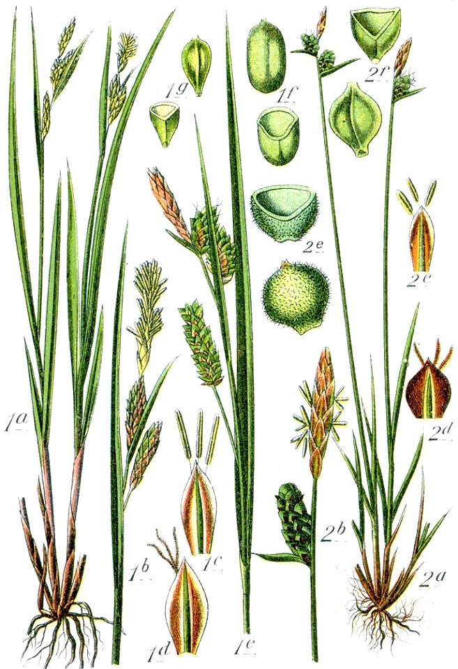 Carex spp Sturm47