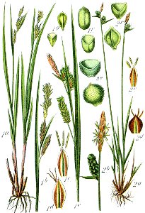 Carex spp Sturm47