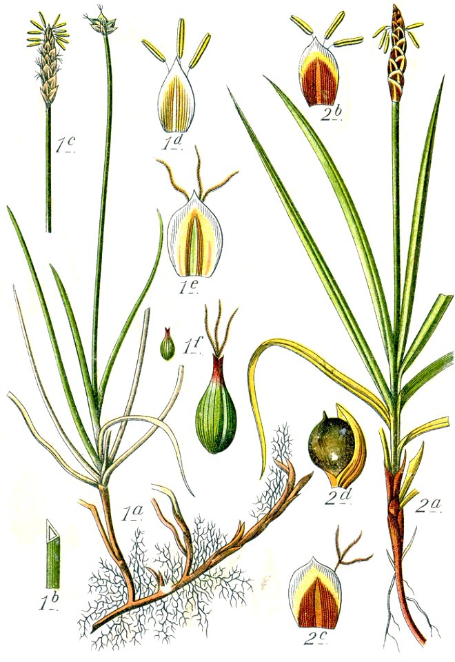 Carex spp Sturm24