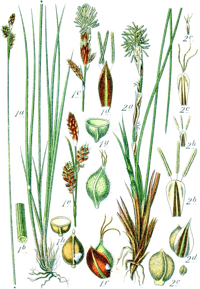 Carex spp Sturm51
