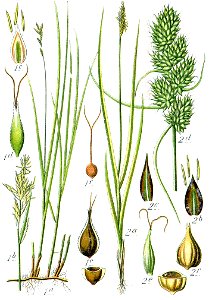Carex spp Sturm27