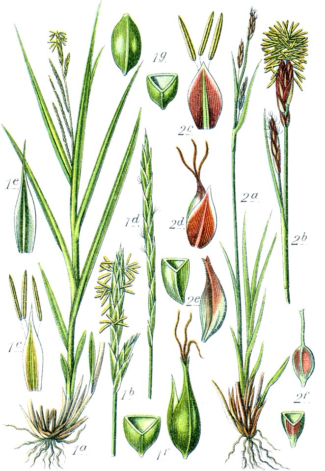 Carex spp Sturm53