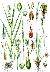 Carex spp Sturm53