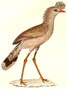 Cariama cristata 1838