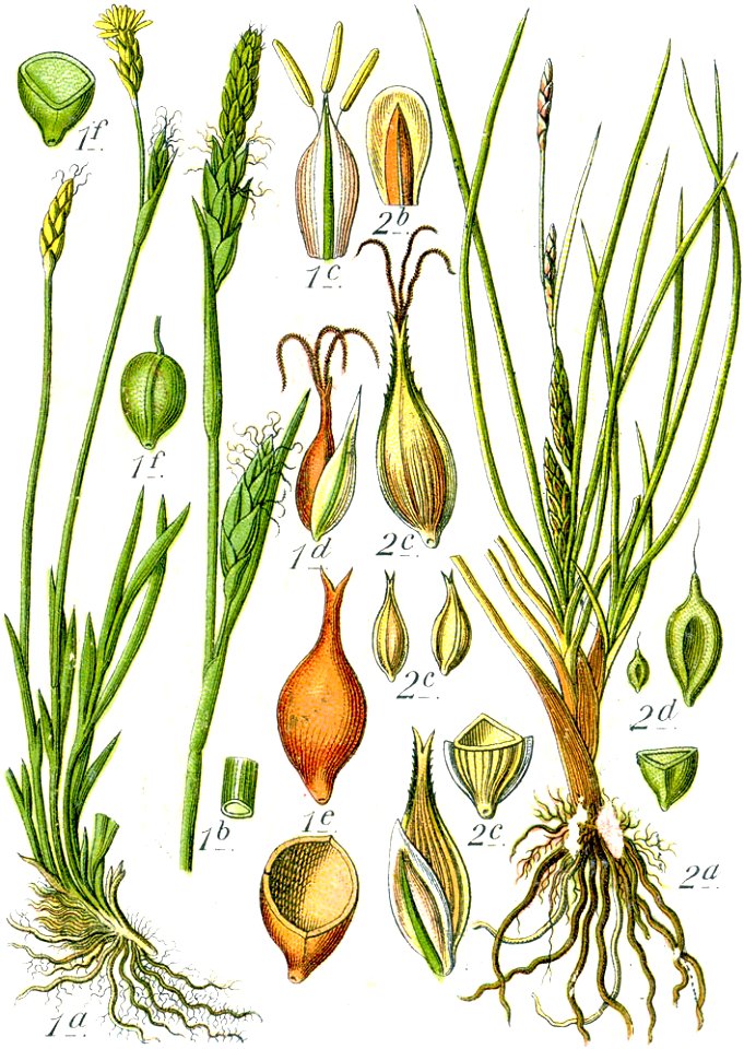 Carex spp Sturm57