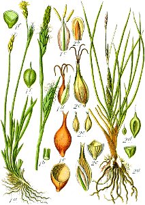 Carex spp Sturm57