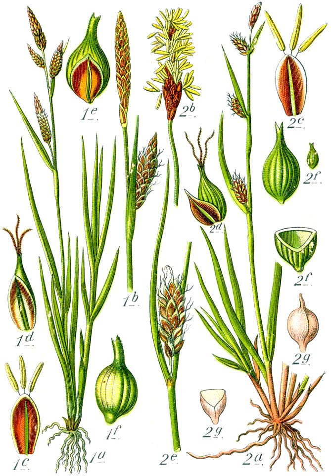 Carex spp Sturm59