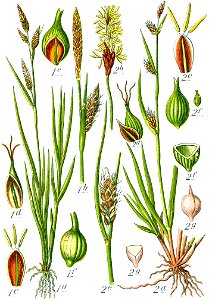 Carex spp Sturm59