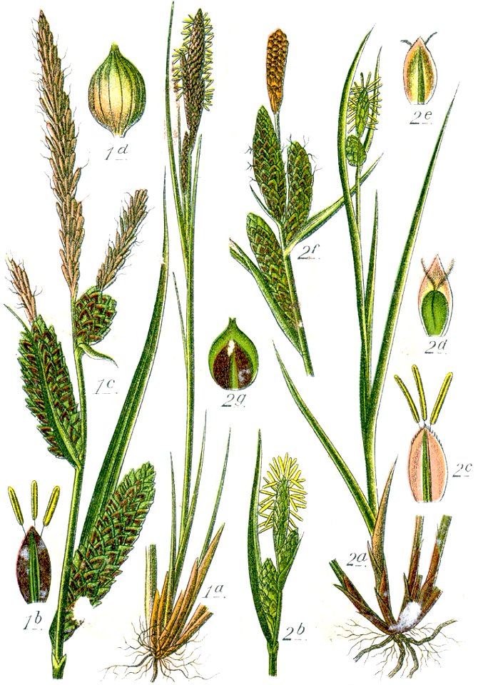 Carex spp Sturm36