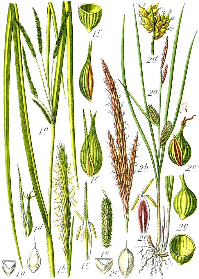 Carex spp Sturm61