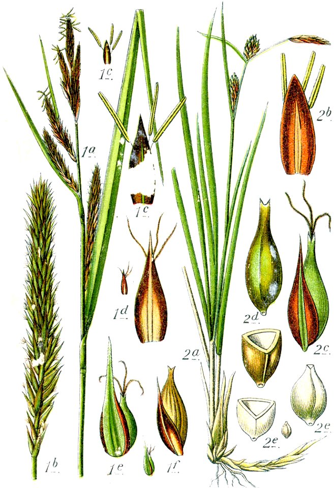 Carex spp Sturm63