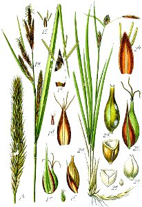 Carex spp Sturm63