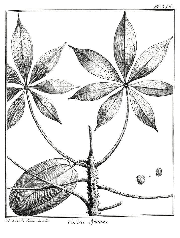 Carica spinosa Aublet 1775 pl 346