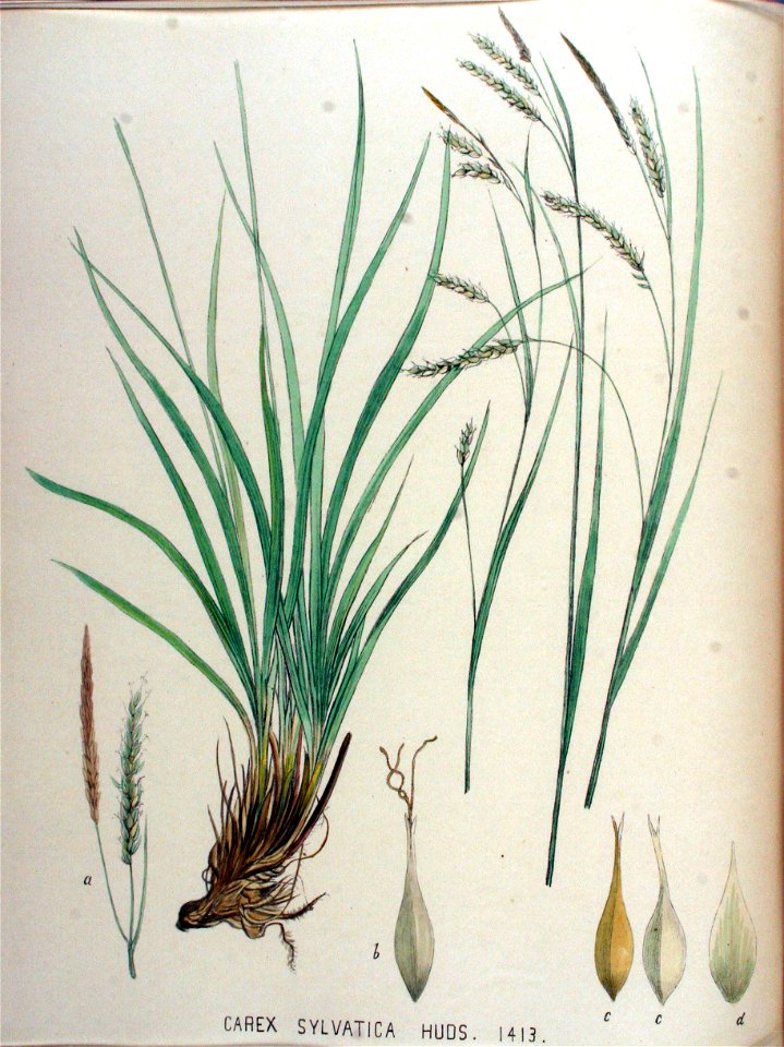 Carex sylvatica — Flora Batava — Volume v18