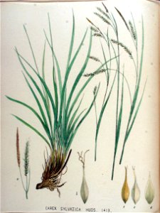 Carex sylvatica — Flora Batava — Volume v18