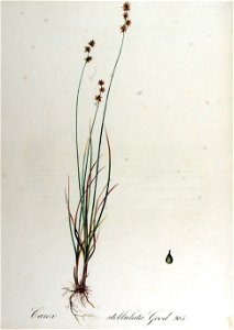 Carex stellulata — Flora Batava — Volume v13