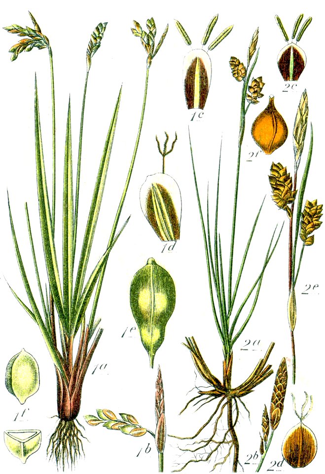 Carex spp Sturm44