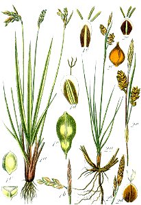 Carex spp Sturm44