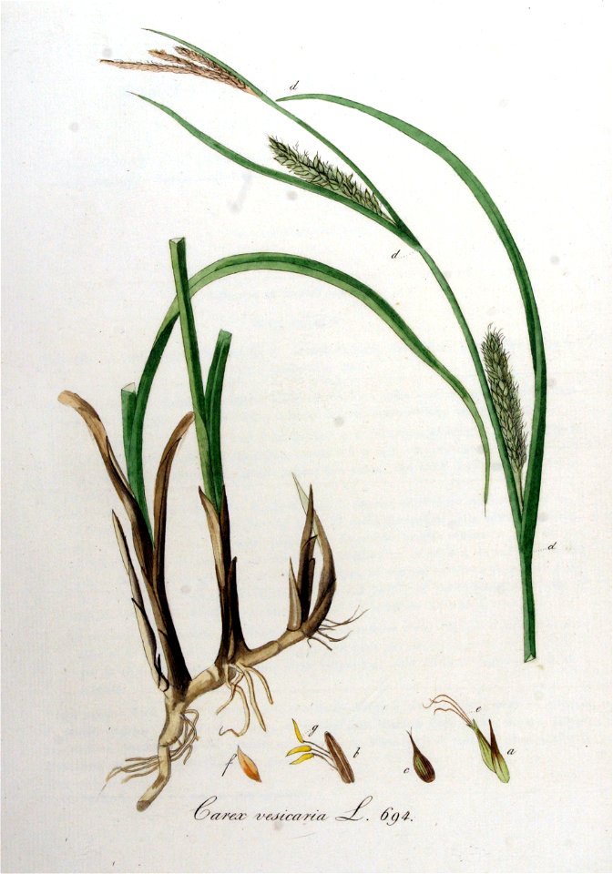 Carex vesicaria — Flora Batava — Volume v9