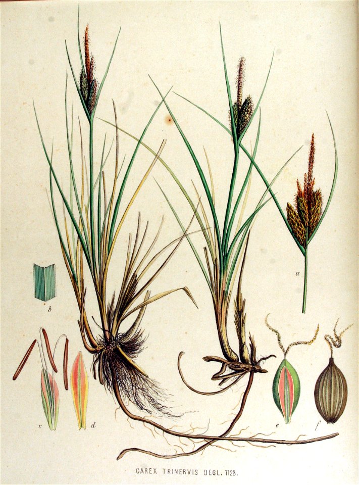 Carex trinervis — Flora Batava — Volume v15