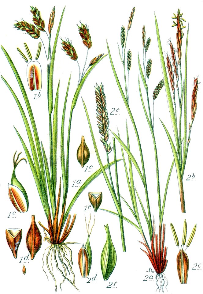Carex spp Sturm48