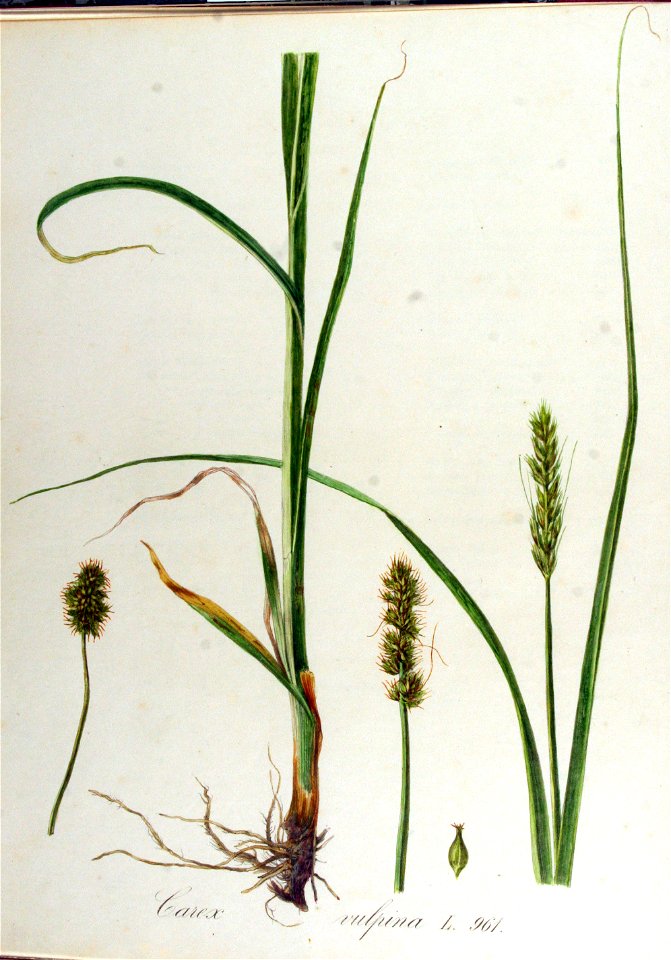 Carex vulpina — Flora Batava — Volume v13