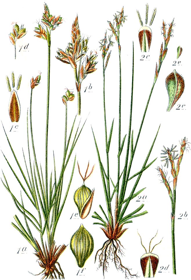Carex spp Sturm52