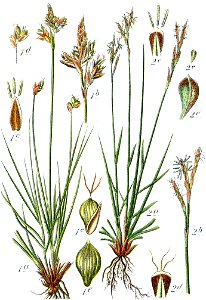Carex spp Sturm52