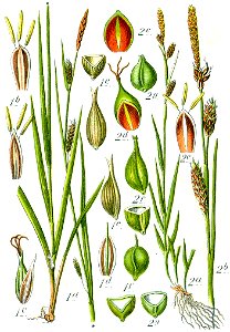 Carex spp Sturm56