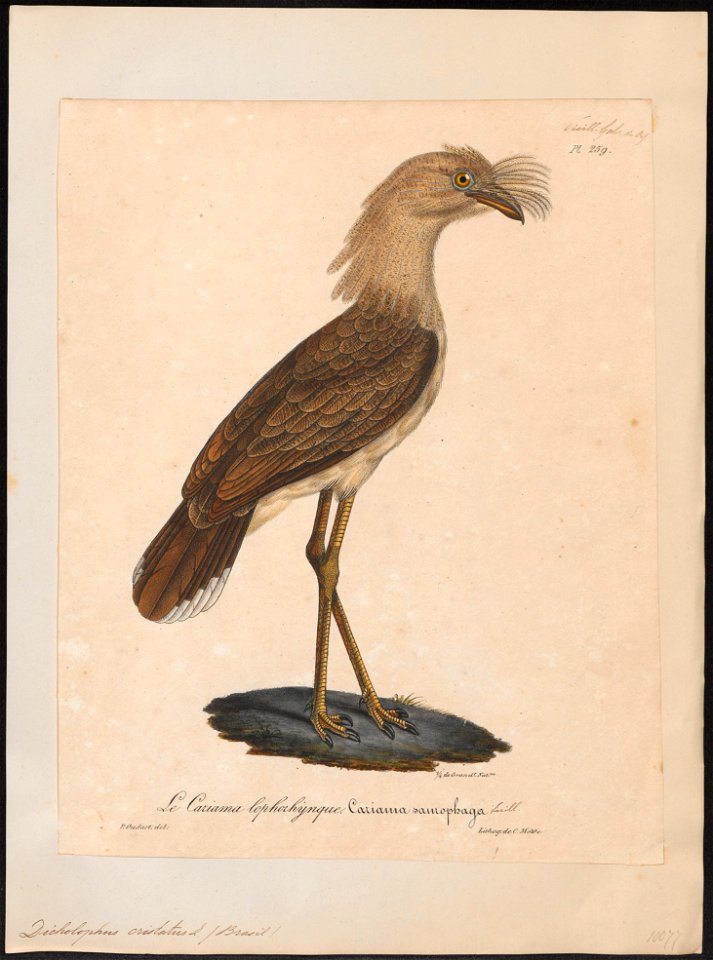 Cariama cristata - 1825-1834 - Print - Iconographia Zoologica - Special Collections University of Amsterdam - UBA01 IZ17300065