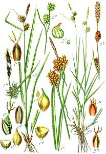 Carex spp Sturm60