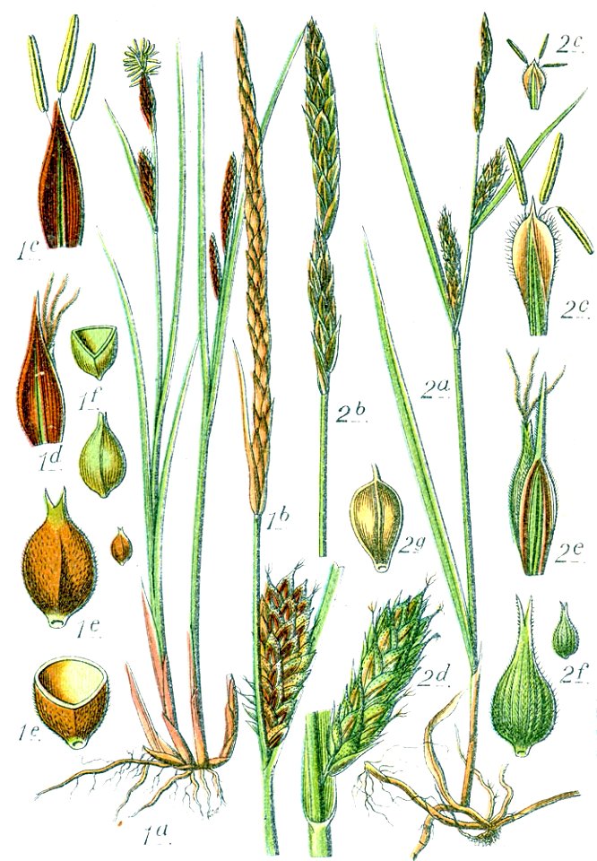 Carex spp Sturm64