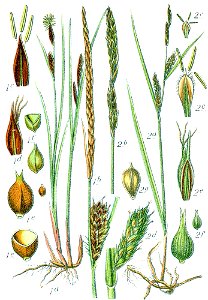 Carex spp Sturm64
