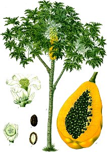 Carica papaya - Köhler–s Medizinal-Pflanzen-029. Free illustration for personal and commercial use.