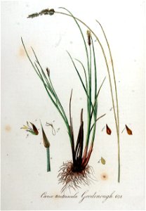 Carex teretiuscula — Flora Batava — Volume v9