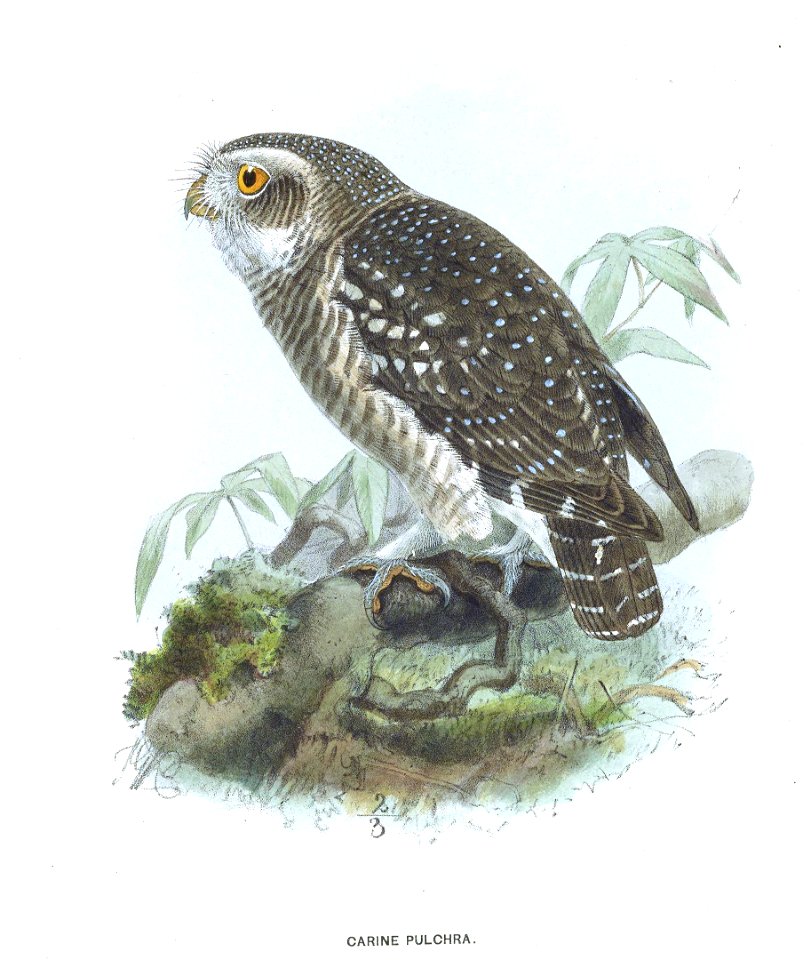 CarinePulchraKeulemans