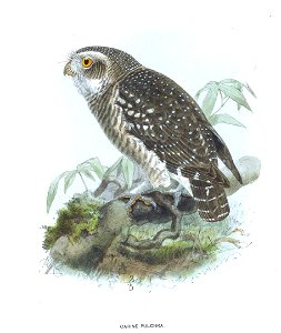 CarinePulchraKeulemans