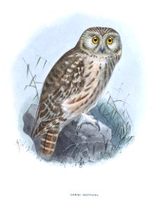 CarineBactrianaKeulemans