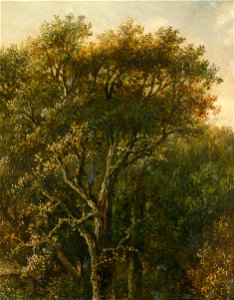 Carl Gustav Carus - Waldstück mit Eiche