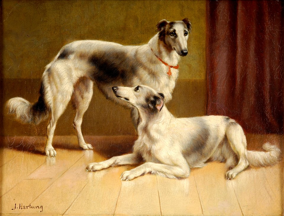 Carl Reichert Persian Greyhounds