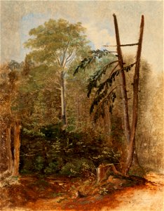 Carl Spitzweg - Studie einer Waldlandschaft