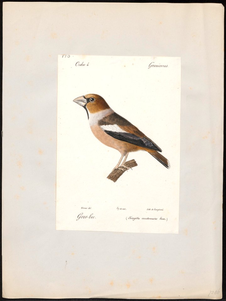 Coccothraustes vulgaris - 1842-1848 - Print - Iconographia Zoologica - Special Collections University of Amsterdam - UBA01 IZ16000125