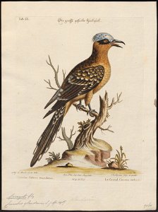 Coccystes glandarius - 1700-1880 - Print - Iconographia Zoologica - Special Collections University of Amsterdam - UBA01 IZ18800257