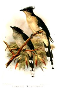 CoccystesKeulemans