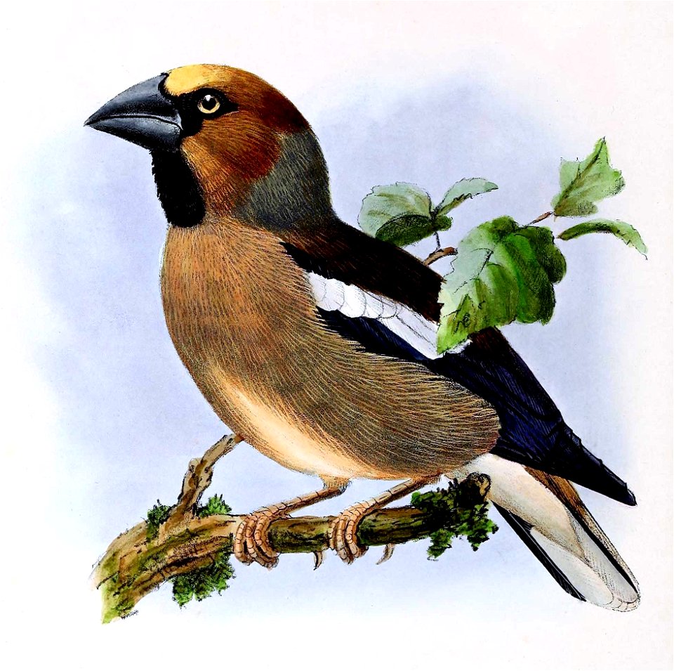 Coccothraustes coccothraustes 1873