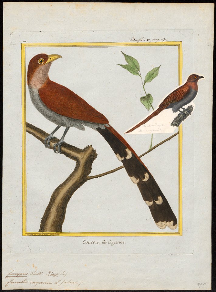 Coccyzus cayanus - 1700-1880 - Print - Iconographia Zoologica - Special Collections University of Amsterdam - UBA01 IZ18800203
