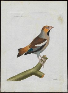 Coccothraustes vulgaris - 1790-1796 - Print - Iconographia Zoologica - Special Collections University of Amsterdam - UBA01 IZ16000303