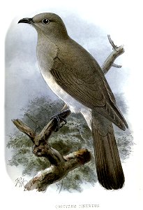 CoccyzusCinereusKeulemans
