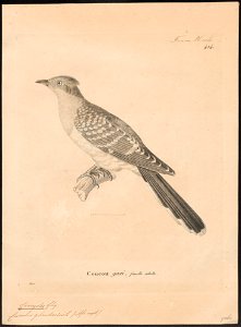 Coccystes glandarius - 1700-1880 - Print - Iconographia Zoologica - Special Collections University of Amsterdam - UBA01 IZ18800253