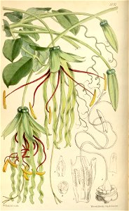Cobaea penduliflora